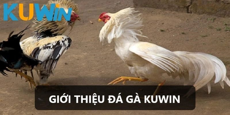 Giới thiệu sảnh đá gà Kuwin