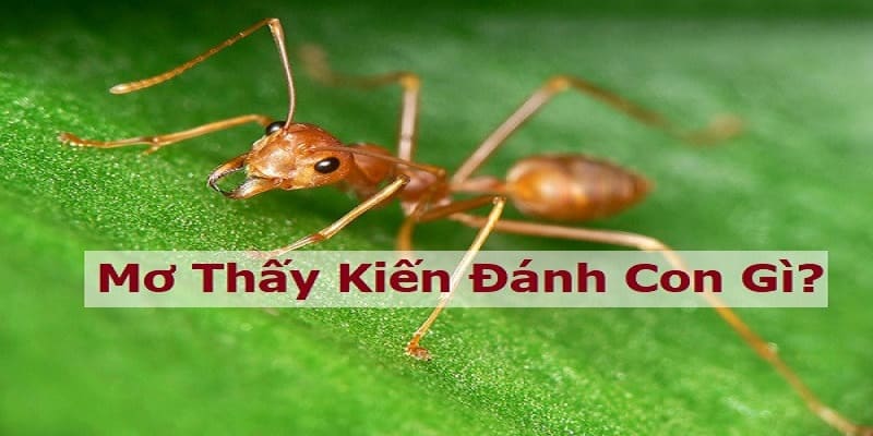 Đánh con gì khi nằm mơ thấy kiến