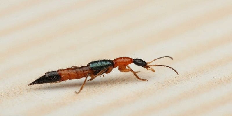 Mơ thấy kiến có ý nghĩa gì